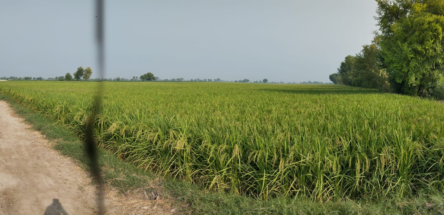 Kisan Basmati, 19EB