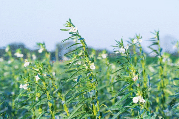 Tilli Seeds - Image 5