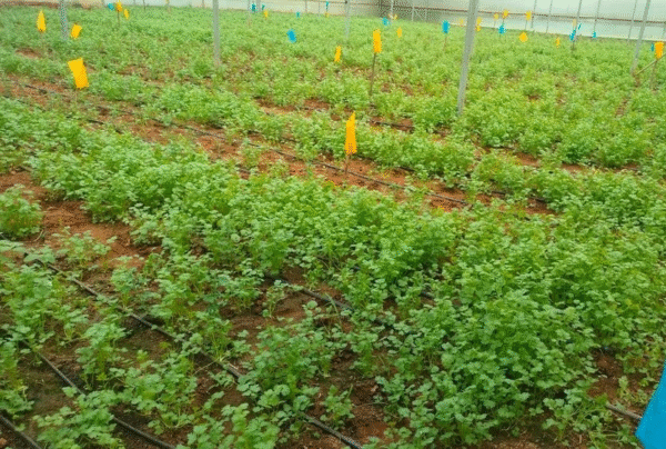 Coriander SlowBolt - Image 5