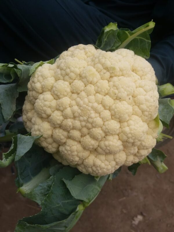 Cauliflower - Image 4