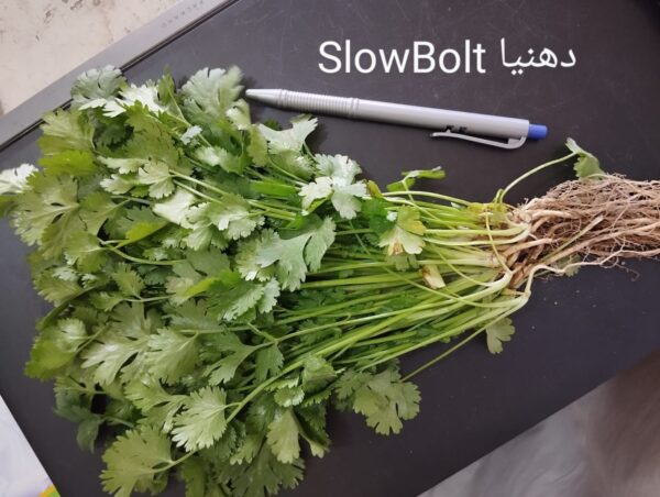 Coriander SlowBolt - Image 3