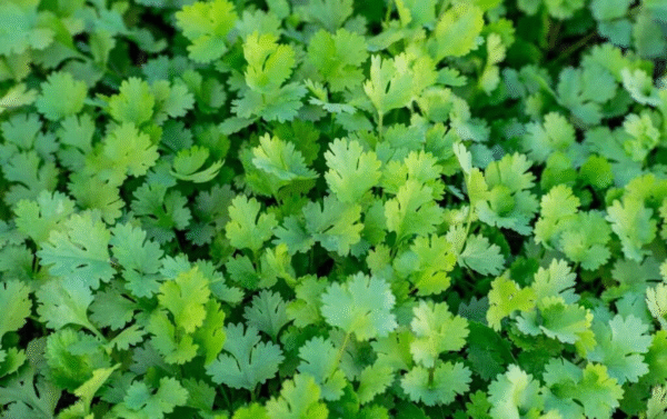Coriander SlowBolt - Image 4
