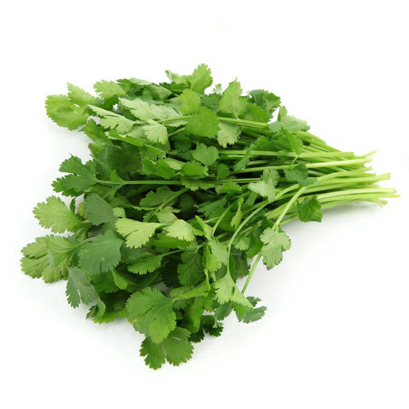 Slow Bolt Coriander