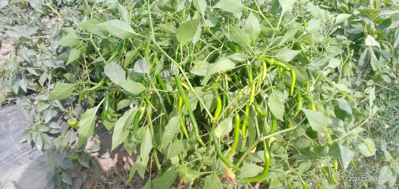 Roshni Hot pepper 🌶️ روشنی مرچ