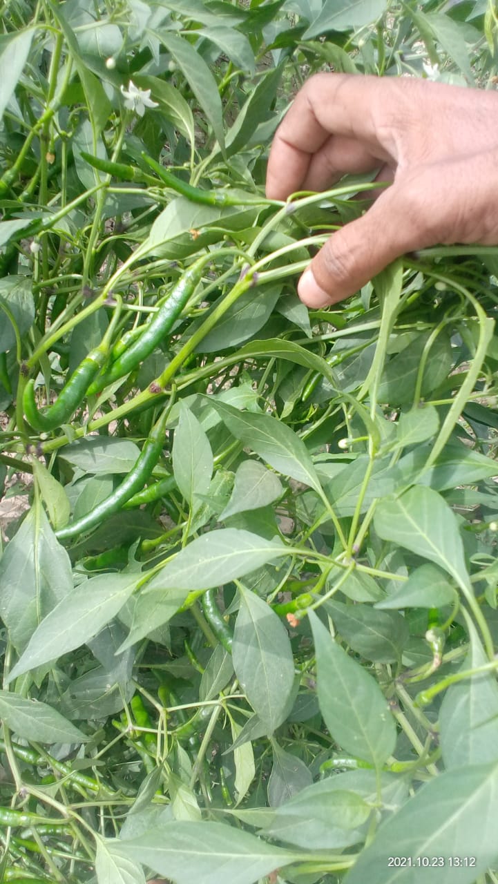 Roshni Hot pepper 🌶️ روشنی مرچ