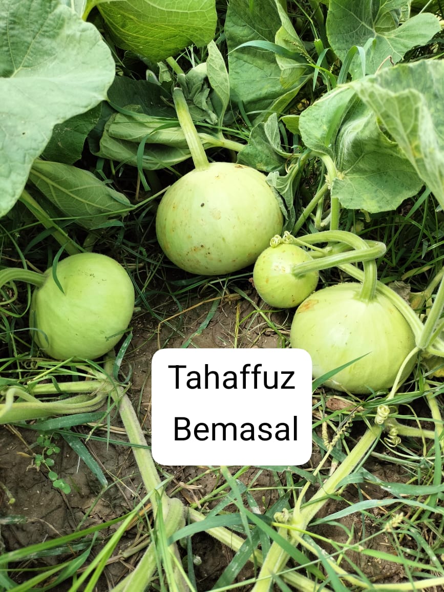 Bottle Gourd Bemisal