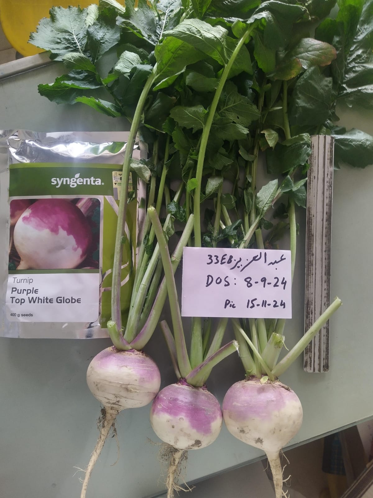 Turnip Purple Top White Globe