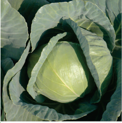 BC 90 Hybrid Cabbage 