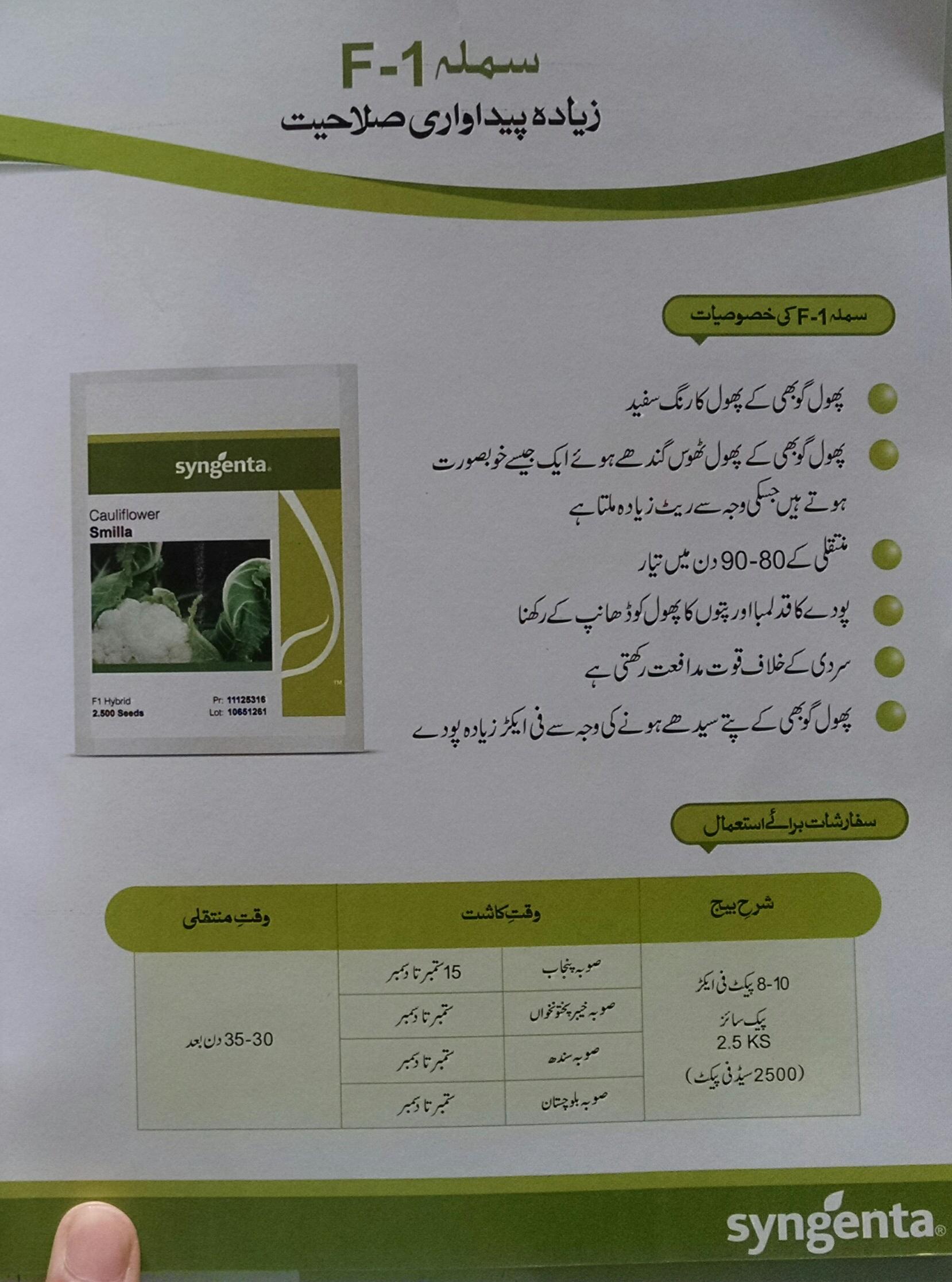 Smila Cauliflower Syngenta
