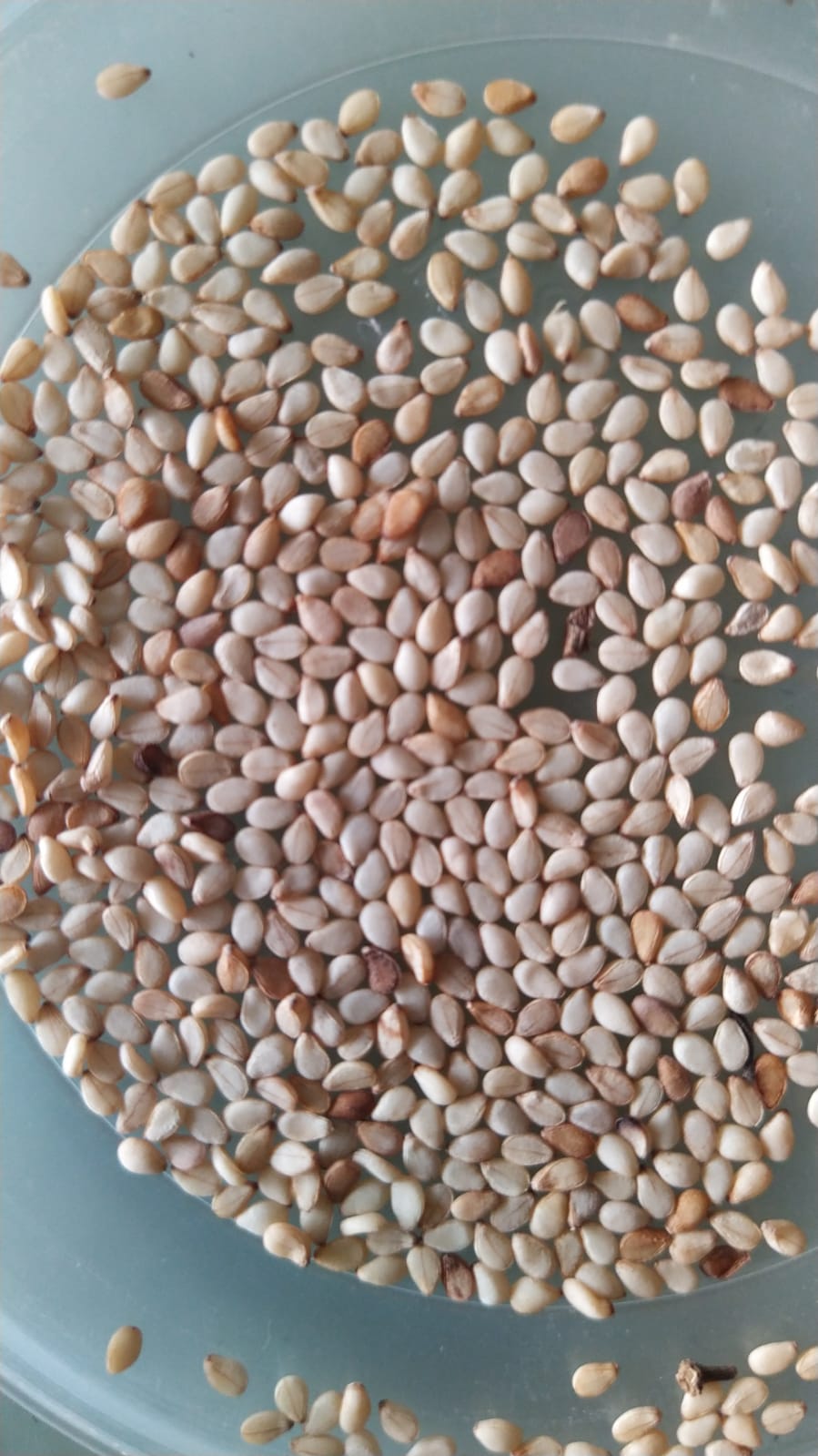 Shafaf Seeds Tilli Sesame Seeds