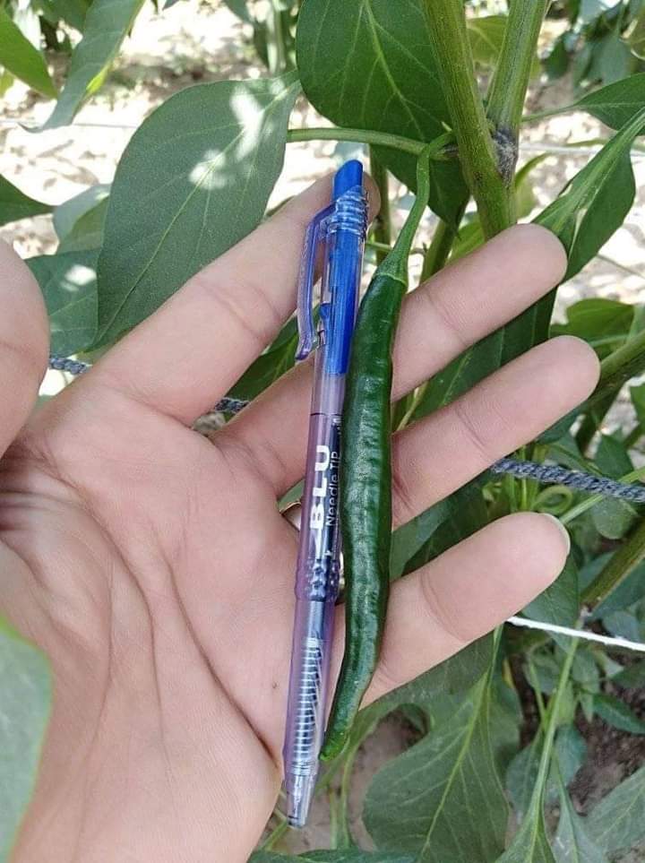 Roshni Hot pepper 🌶️ روشنی مرچ