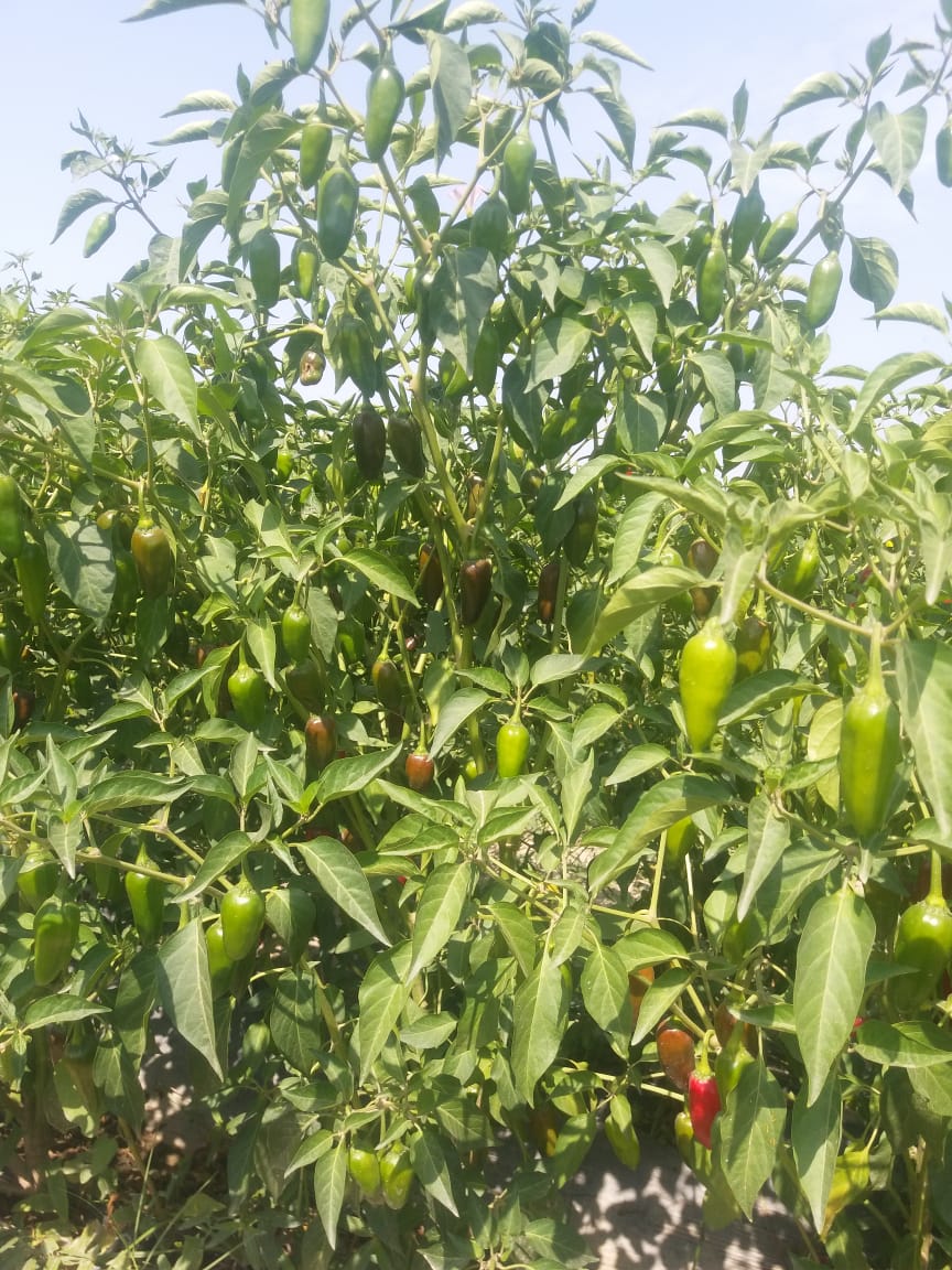 Golden Prize , Hot pepper 🌶️