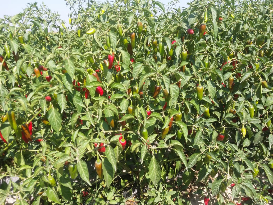 Golden Prize , Hot pepper 🌶️