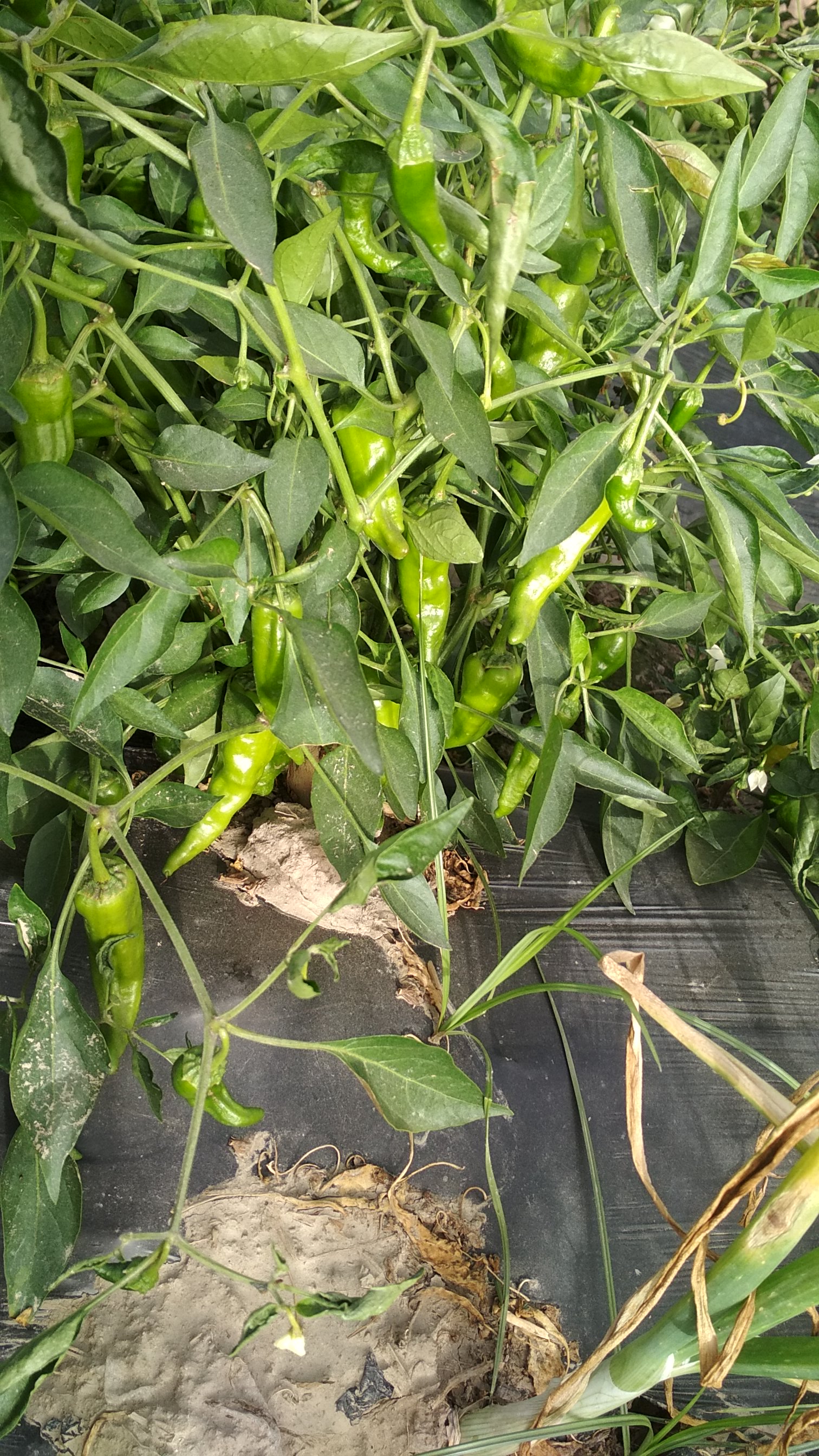 HF 86 Hot Pepper 🌶️