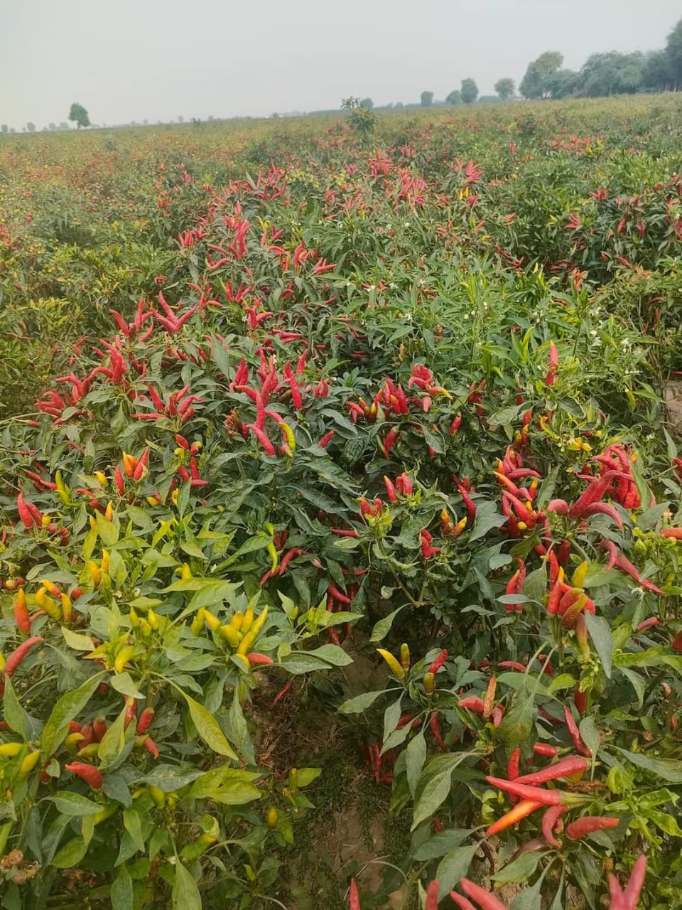 Indus Hot 1, Hot pepper 🌶️