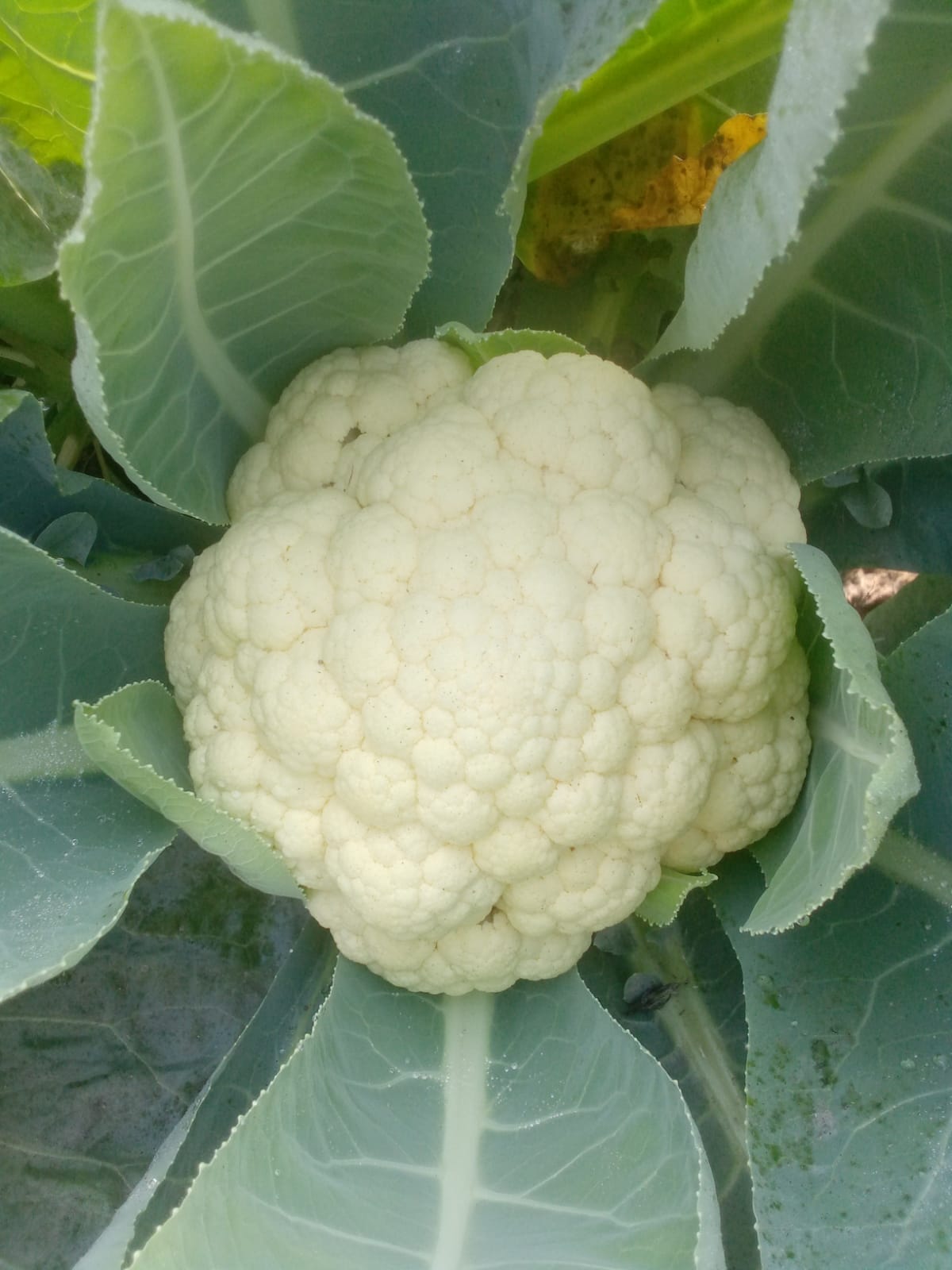 Super White Colliflower