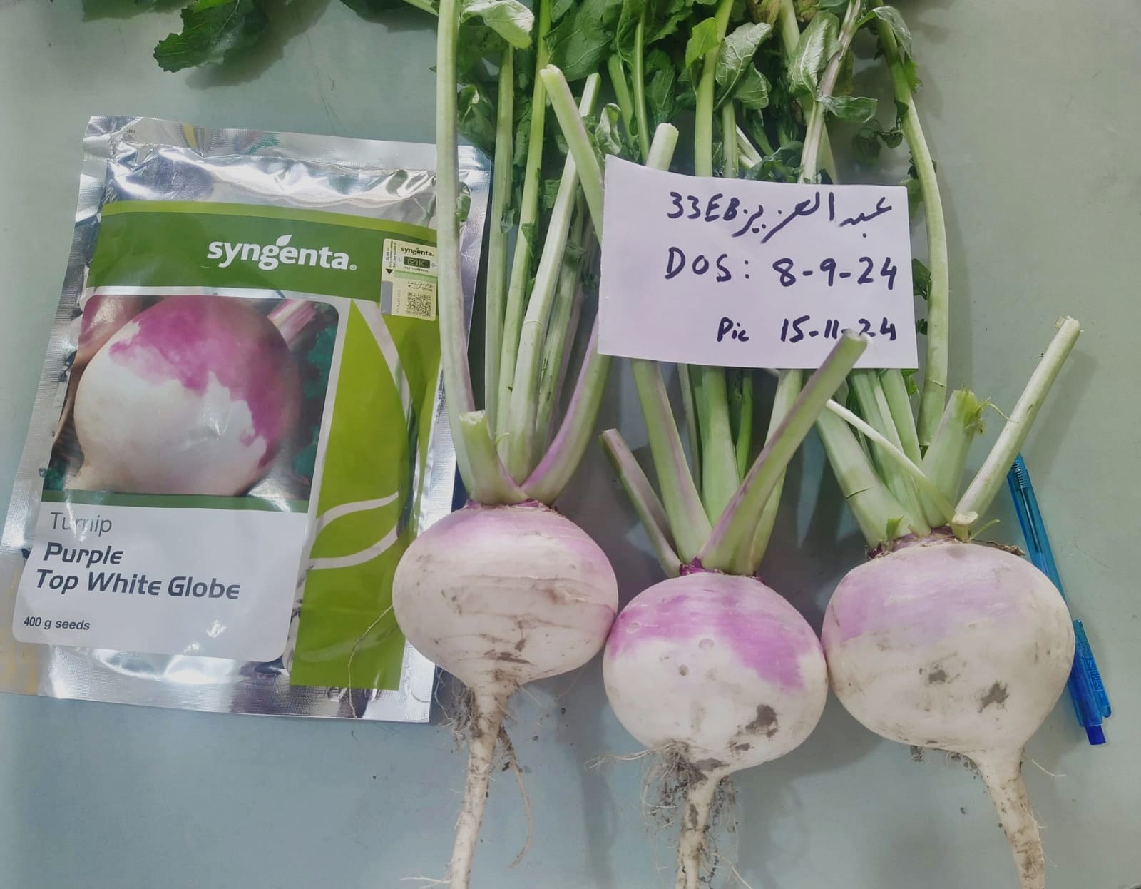 Turnip Purple Top White Globe